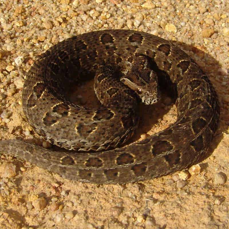 Berg adder curled up on gravel
