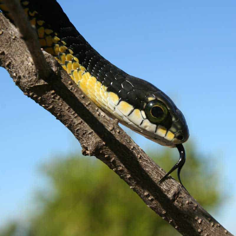 Closeup of a male boomslang on a tree branch