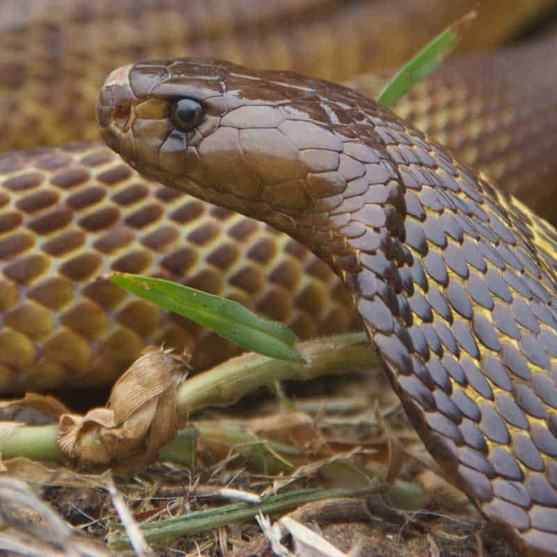 Closeup of a Cape cobra spreading a small hood