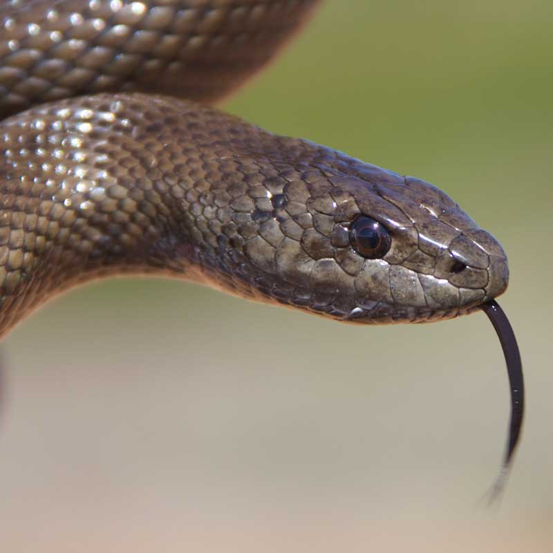 Mole snake closeup with tongue out