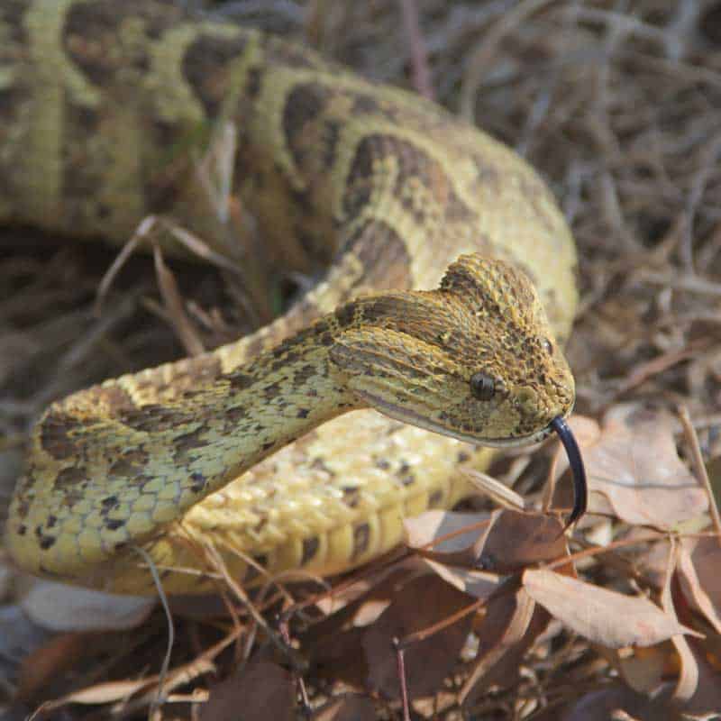Puff adder closeup in defensive pose with tongue out
